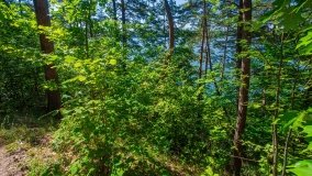 jezioro Legińskie - zdjęcie 10