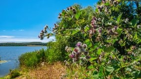 jezioro Bęskie - zdjęcie 5