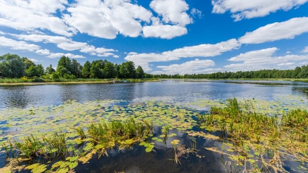 Pamerek - zdjęcie 10