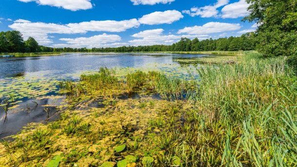 Pamerek - zdjęcie 3