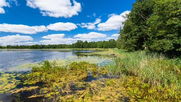 Pamerek - zdjęcie 1