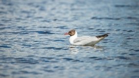 Jezioro Gołdap - zdjęcie 11