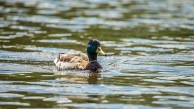 Jezioro Gołdap - zdjęcie 10