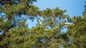 Jezioro Niecponek - zdjęcie 8