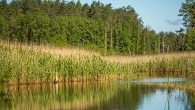 Jezioro Jaśkowo Duże - zdjęcie 14