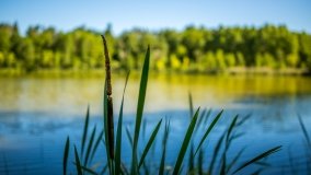 Jezioro Jaśkowo Małe - zdjęcie 16