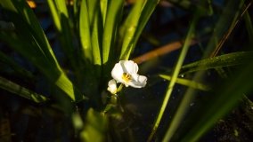 Jezioro Jaśkowo Małe - zdjęcie 15