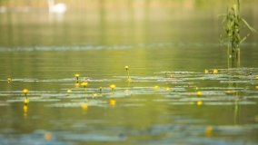 Jezioro Krutyńskie - zdjęcie 10