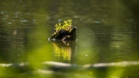 Jezioro Klimunt - zdjęcie 23