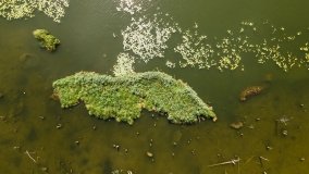 Jezioro Kołowinek - zdjęcie 25