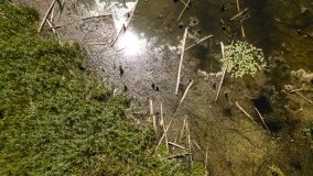 Jezioro Kołowinek - zdjęcie 4