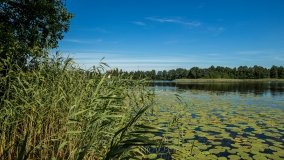 Jezioro Majcz Mały - zdjęcie 13