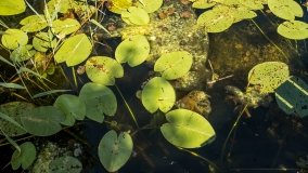 Jezioro Majcz Mały - zdjęcie 12