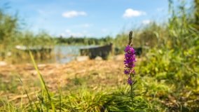 Jezioro Lemańskie - zdjęcie 17