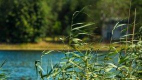 Jezioro Lemańskie - zdjęcie 12