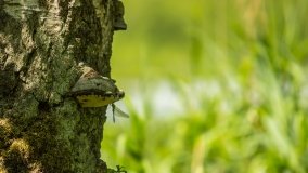 Jezioro Pogubie Małe - zdjęcie 13