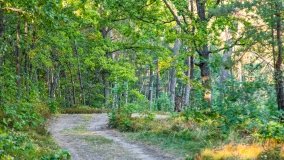 Jezioro Wesołek - zdjęcie 22