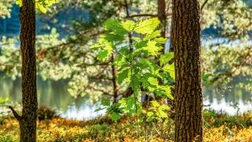 Jezioro Wesołek - zdjęcie 15