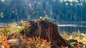 Jezioro Wesołek - zdjęcie 14