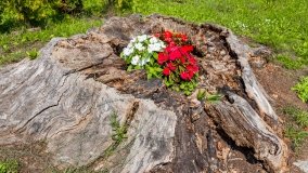 Węgorzewo - zdjęcie 180