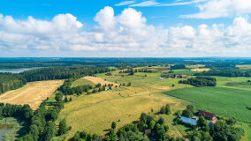 Pieczarki - zdjęcie 13