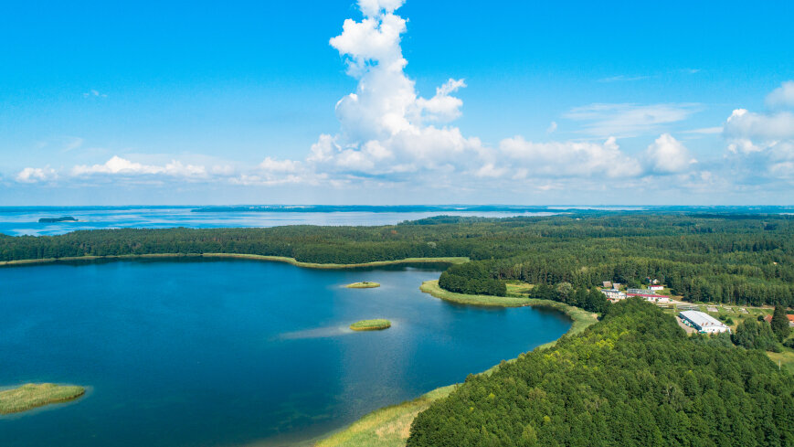 Pieczarki - zdjęcie 1