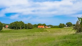 Pieczarki - zdjęcie 57