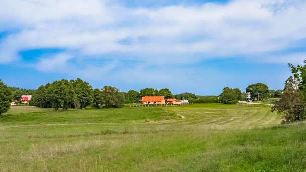 Pieczarki - zdjęcie 30