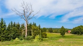 Pieczarki - zdjęcie 56