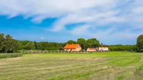 Pieczarki - zdjęcie 55