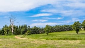 Pieczarki - zdjęcie 54