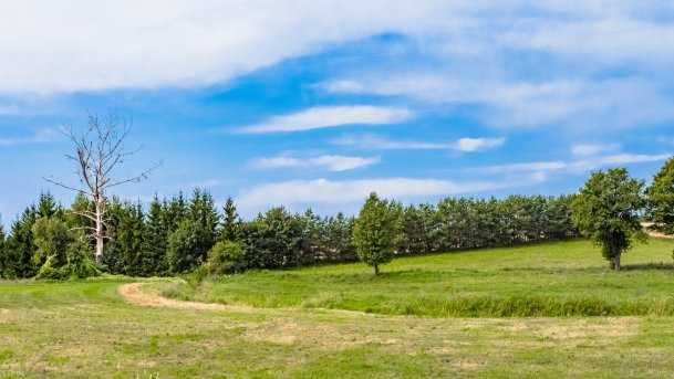 Pieczarki - zdjęcie 27