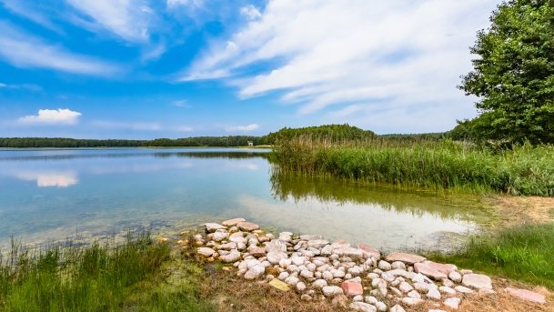 Pieczarki - zdjęcie 16