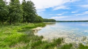 Pieczarki - zdjęcie 42