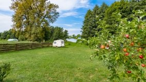 Pieczarki - zdjęcie 40