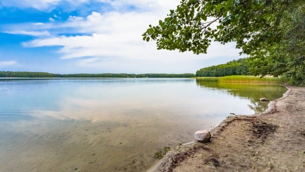 Pieczarki - zdjęcie 10