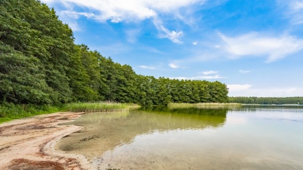 Pieczarki - zdjęcie 9