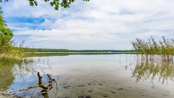 Pieczarki - zdjęcie 8