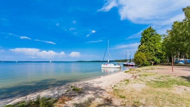 Pieczarki - zdjęcie 2