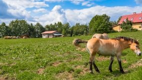 Radzieje - zdjęcie 27