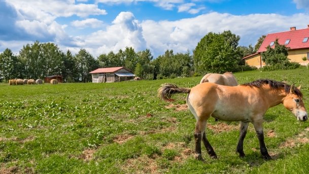 Radzieje - zdjęcie 27
