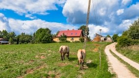 Radzieje - zdjęcie 26