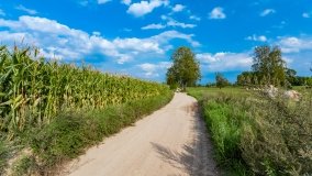 Stręgiel - zdjęcie 19