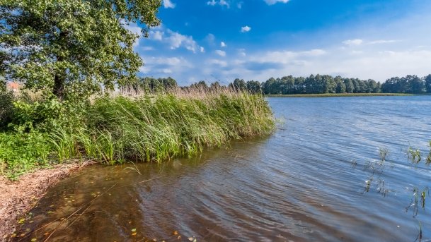 Stręgiel - zdjęcie 27