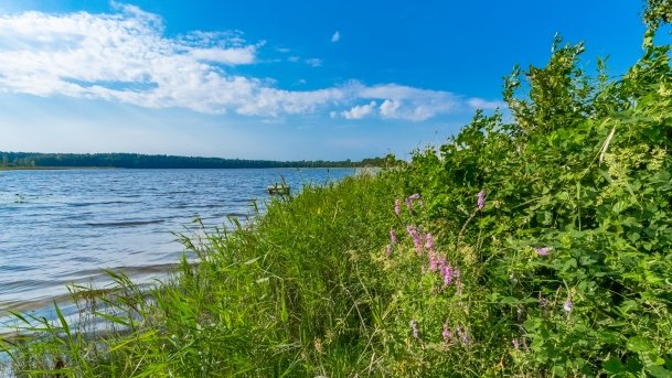 Stręgielek - zdjęcie 10