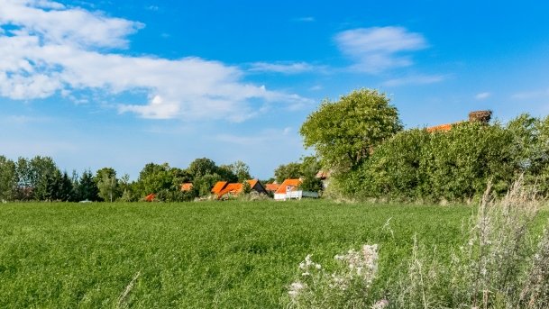 Stręgielek - zdjęcie 6