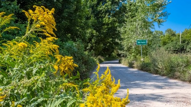 Mrówki - zdjęcie 19