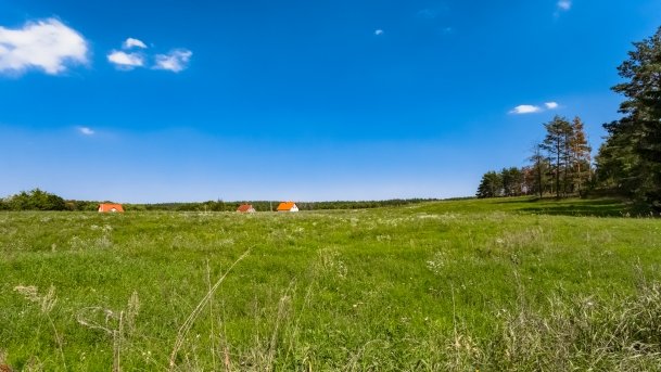 Mrówki - zdjęcie 18