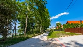 Mrówki - zdjęcie 17