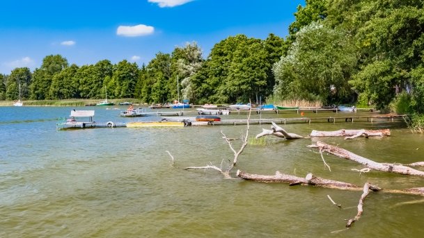 Mrówki - zdjęcie 13